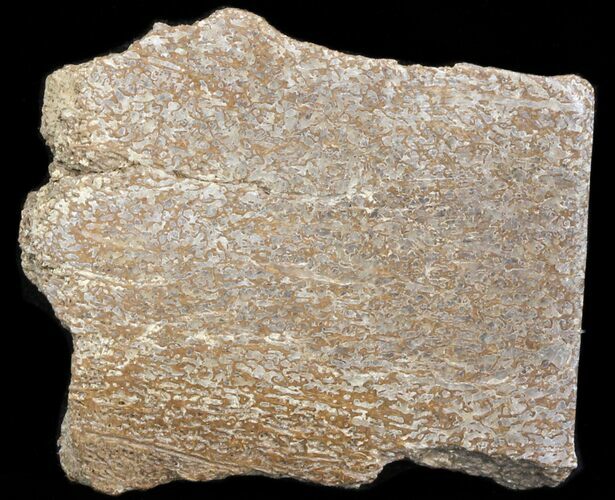 Polished Pliosaur (Liopleurodon) Bone - England #40919
